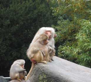 Tierpark Hagenbeck