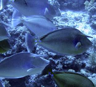 Nurkowanie w Sharm el Sheikh - podwodne życie