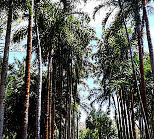Pamplemousses Botanical Garden