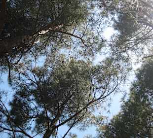 Pinienwald es duftet und zirbt