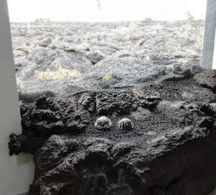 Lava fliesst gewollt ins Heim