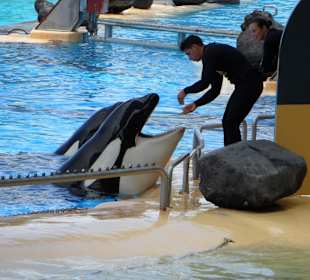 Kleiner Orca zum Streicheln !