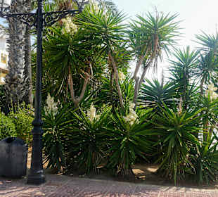 Strand Santa Eulària des Riu