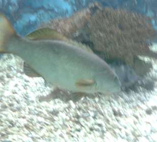Aquarium in Hurghada