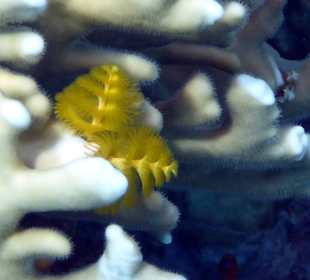 Schnorcheln Makadi Bay