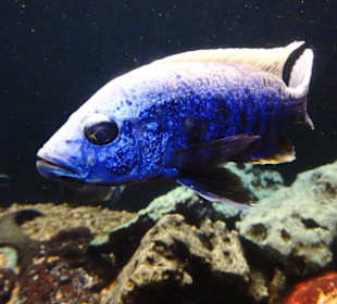 Heimische Süßwasserfische im  Aquarium