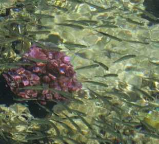 Fische waren immer da