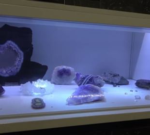 Museum für Naturkunde