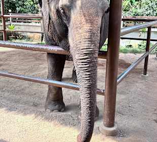 Elefant 