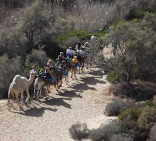 Kamelritt in den Dünen von Maspalomas