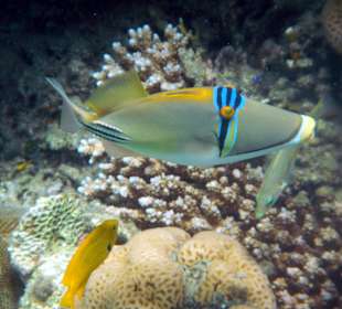 Picasso-Drückerfisch