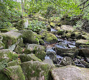 Wandern Schönwald im Schwarzwald