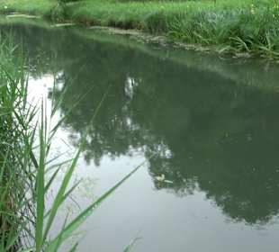 Forellenbächle Glacis Park