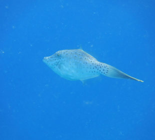 Feilenfisch. Hotel Prima Life Makadi Bay