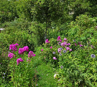 Impressionen aus dem Trostberger Rosengarten