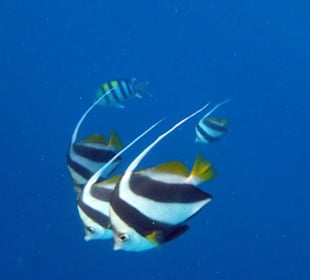 Hotel Embudu Village