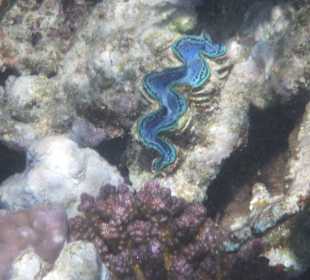 Muscheln und Korallen