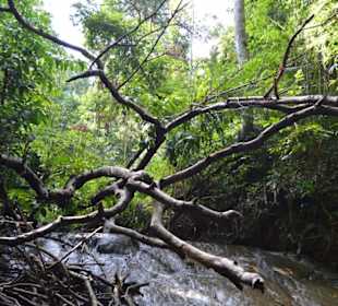 Natur