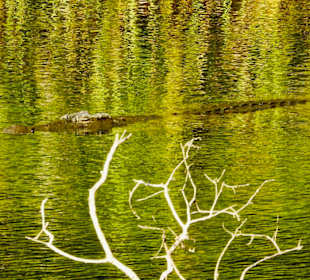 Krokodil an der Mzima Springs