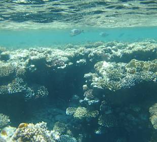 Riff Übergang zum Strand hin