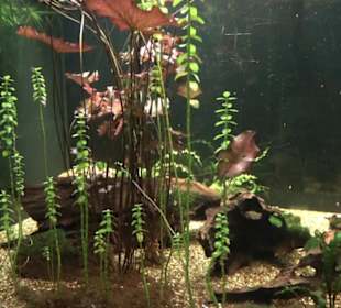 Aquarium