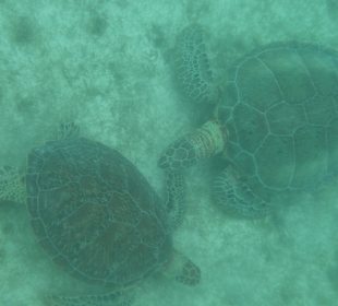 Schildkröten in der Bucht von Akumal