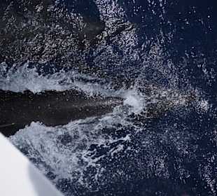 Delfin Tour Marsa Alam mit Morgenland Reisen