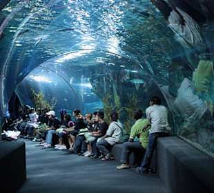 Röhre im Großaquarium