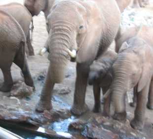 Elefanten an Salt Like