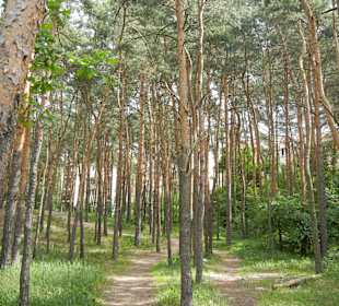 Rembertów Waldweg