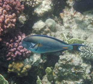 Schnorcheln Sahl Hasheesh