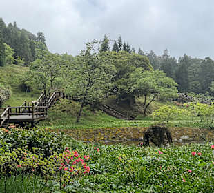 Alishan National Forest