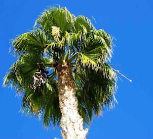 Schöner Palmenblick Hafen