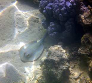 Wir kommen wieder, aber nur noch im Winter