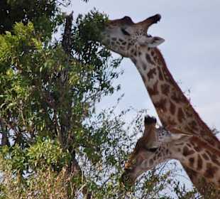 Eindrücke aus der Wildnis