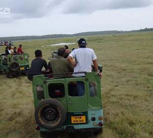 Minneriya , kawudulla safari park