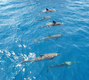 Schnorcheltour mit Delfinbesuch