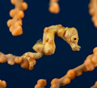 Underwater World Pemuteran