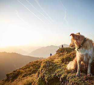 Wandern mit Hund