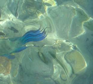 Besenschwanz-Lippfisch