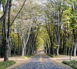 Alleen auf dem Osterholzer Friedhof