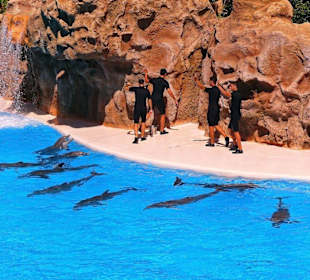 Loro - Park Delfin - Show