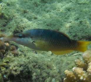 Hausriff Beach Albatros Resort