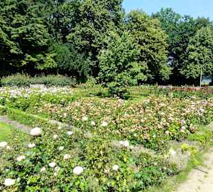 Spaziergang durch den Rosengarten