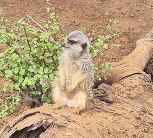 Erdmännchen
