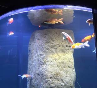 National Aquarium Malta