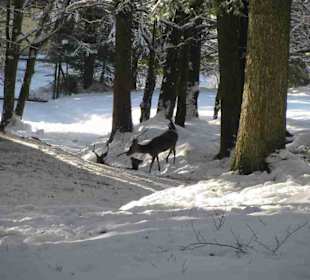 Nationalpark Bayrischer Wald