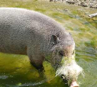 Bartschwein