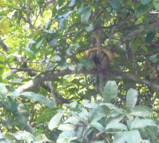 Schlange im Dschungel