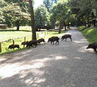 Naturpark Sparbach Hinterbrühl